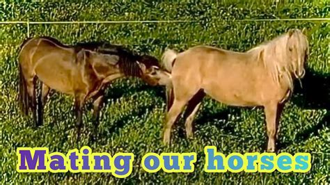 horse porno|Horse Porn Tube. Watch Free Stallion & Mare Porn